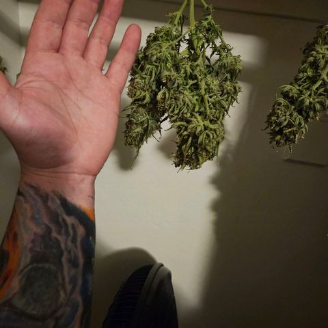 Chocolate mints og auto growlog photo: Lita and lope in pots and choco and Doro hangin 