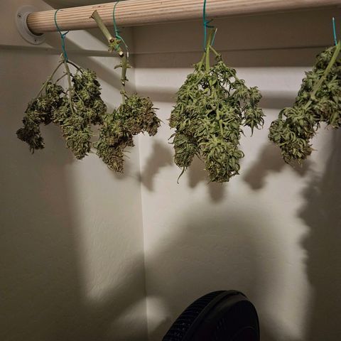 Chocolate mints og auto growlog photo: Lita and lope in pots and choco and Doro hangin 