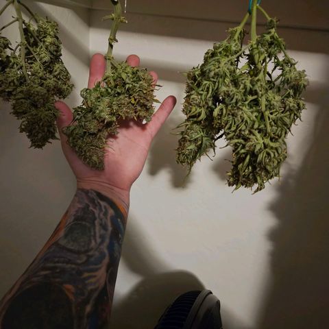 Chocolate mints og auto growlog photo: Lita and lope in pots and choco and Doro hangin 