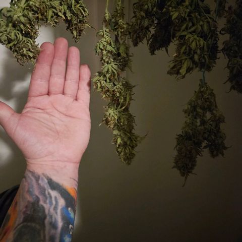 Chocolate mints og auto growlog photo: Lita and lope in pots and choco and Doro hangin 