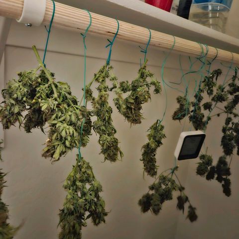 Chocolate mints og auto growlog photo: Lita and lope in pots and choco and Doro hangin 