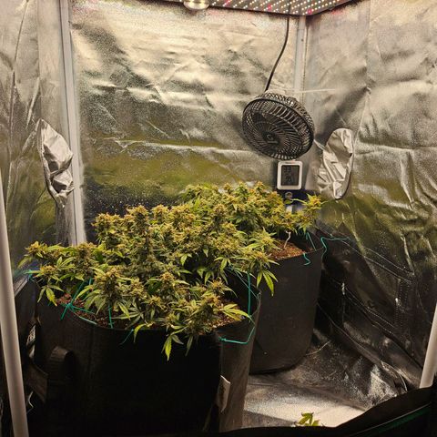 Chocolate mints og auto growlog photo: Lita and lope in pots and choco and Doro hangin 