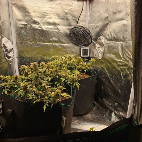 Chocolate mints og auto growlog photo: Lita and lope in pots and choco and Doro hangin 