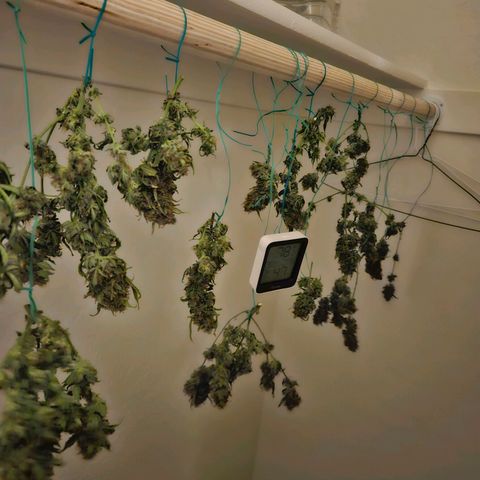 Chocolate mints og auto growlog photo: Lita and lope in pots and choco and Doro hangin 