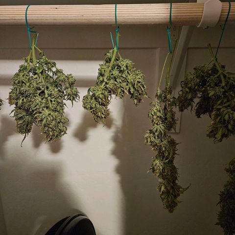 Chocolate mints og auto growlog photo: Lita and lope in pots and choco and Doro hangin 