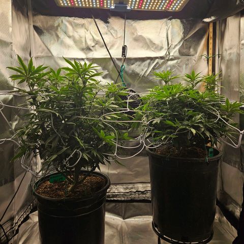 Shango church growlog timeline photo