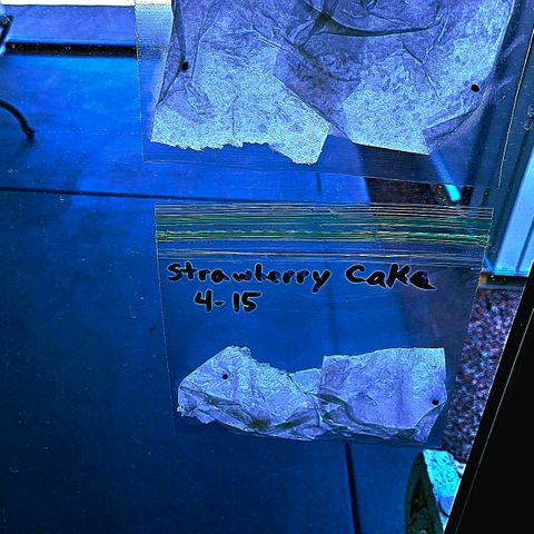 Strawberry cake auto growlog timeline photo