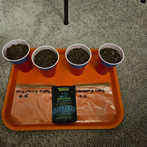 Strawberry cake auto growlog photo: This is our 1st attempt with myco Supreme on a seedling 