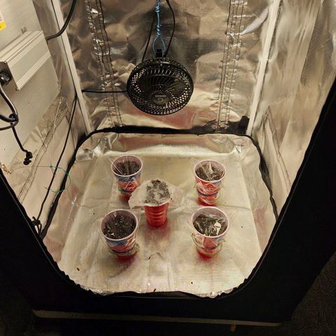 Strawberry cake auto growlog photo: This is our 1st attempt with myco Supreme on a seedling 
