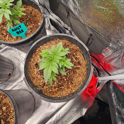 Red Velvet runtz  growlog photo: They stocky 