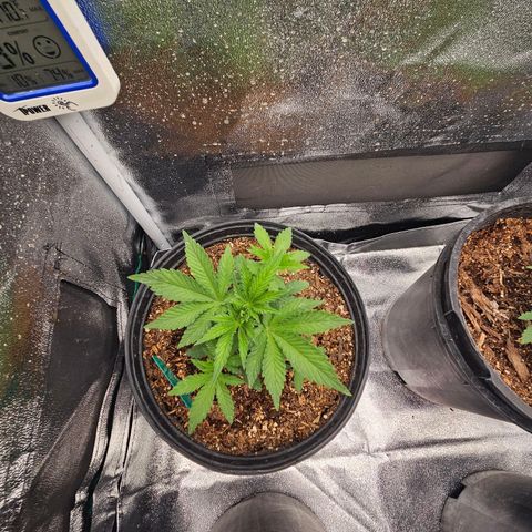 Red Velvet runtz  growlog photo: They stocky 