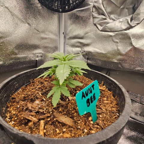 Red Velvet runtz  growlog photo: They stocky 