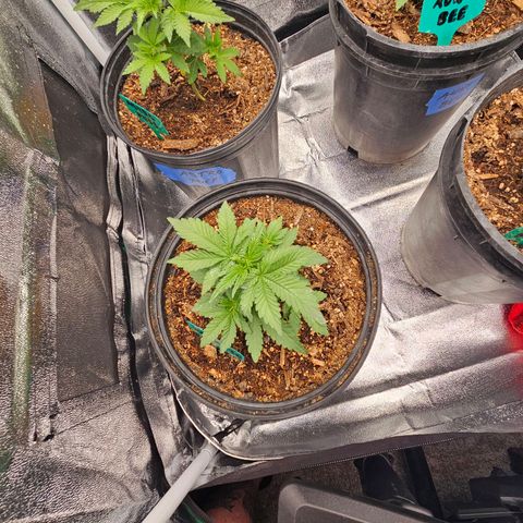 Red Velvet runtz  growlog photo: They stocky 