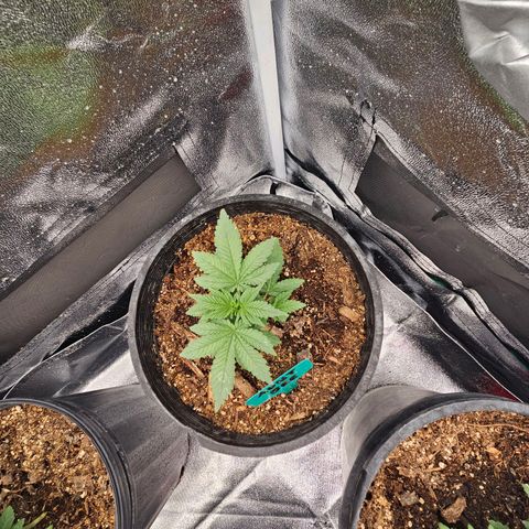Red Velvet runtz  growlog photo: They stocky 