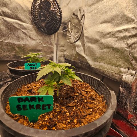 Red Velvet runtz  growlog photo: They stocky 