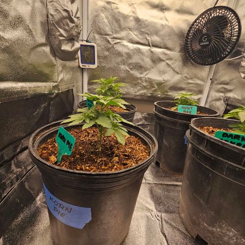 Red Velvet runtz  growlog photo: They stocky 