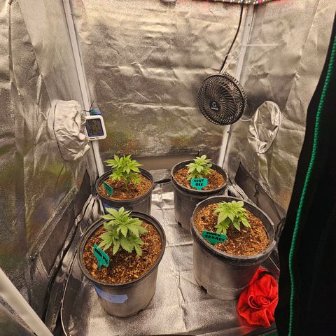 Red Velvet runtz  growlog photo: They stocky 