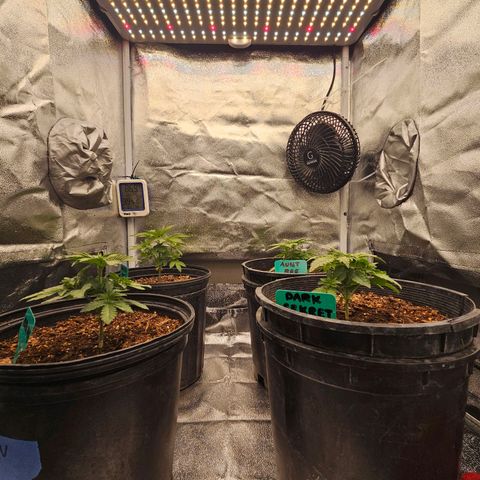 Red Velvet runtz  growlog photo: They stocky 