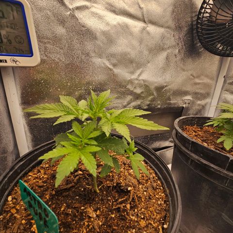 Red Velvet runtz  growlog photo: They stocky 