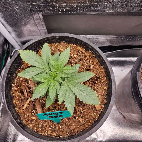 Red Velvet runtz  growlog photo: Trimmed large oldest leaves 🍃 