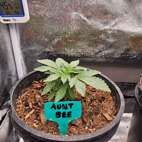 Red Velvet runtz  growlog photo: Trimmed large oldest leaves 🍃 