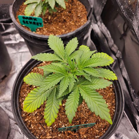 Red Velvet runtz  growlog photo: Trimmed large oldest leaves 🍃 