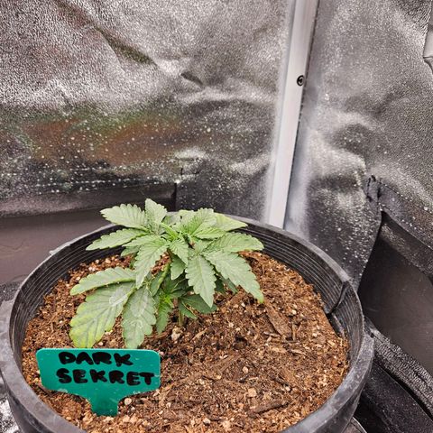 Red Velvet runtz  growlog photo: Trimmed large oldest leaves 🍃 