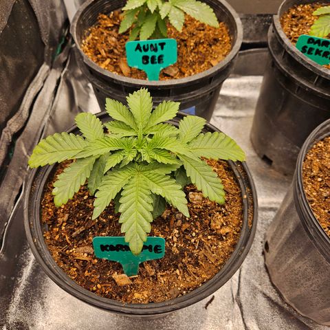 Red Velvet runtz  growlog photo: Trimmed large oldest leaves 🍃 