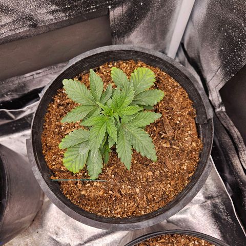 Red Velvet runtz  growlog photo: Trimmed large oldest leaves 🍃 