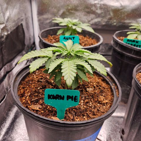 Red Velvet runtz  growlog photo: Trimmed large oldest leaves 🍃 