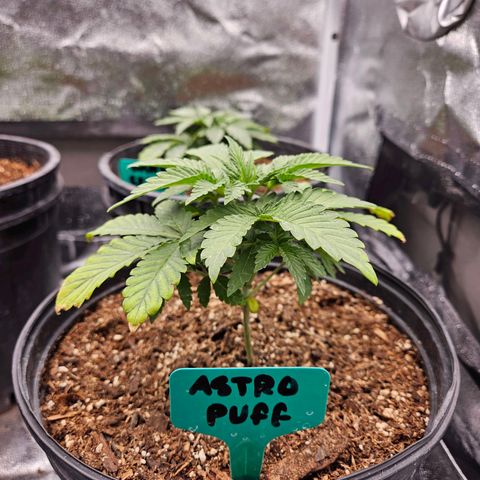 Red Velvet runtz  growlog photo: Trimmed large oldest leaves 🍃 