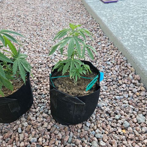 GREAT UNKNOWN  growlog photo: It's crazy how slow they grow outdoors 