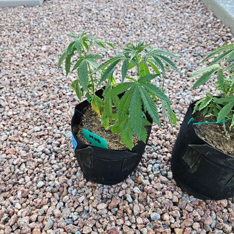 GREAT UNKNOWN  growlog photo: It's crazy how slow they grow outdoors 