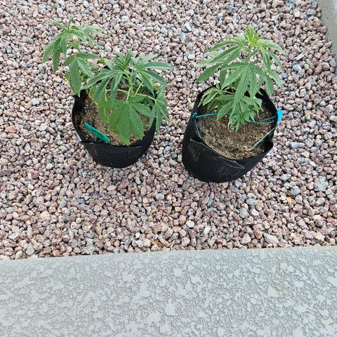 GREAT UNKNOWN  growlog photo: It's crazy how slow they grow outdoors 