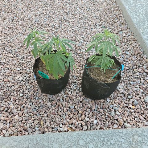 GREAT UNKNOWN  growlog photo: It's crazy how slow they grow outdoors 