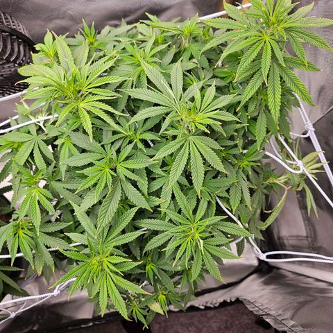Shango church growlog timeline photo