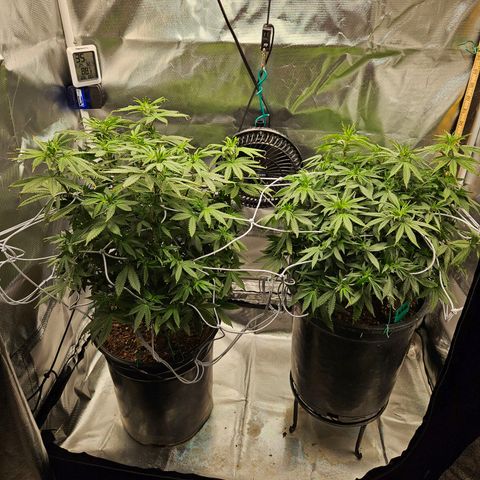 Shango church growlog timeline photo