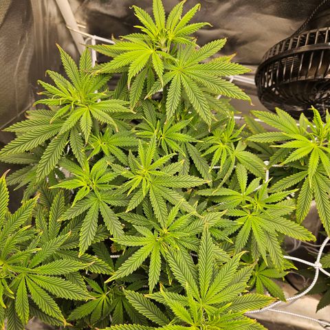Shango church growlog timeline photo