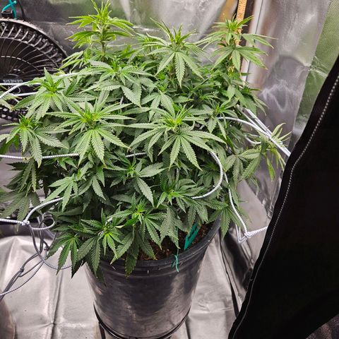 Shango church growlog timeline photo