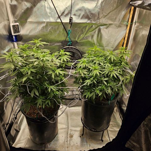 Shango church growlog timeline photo