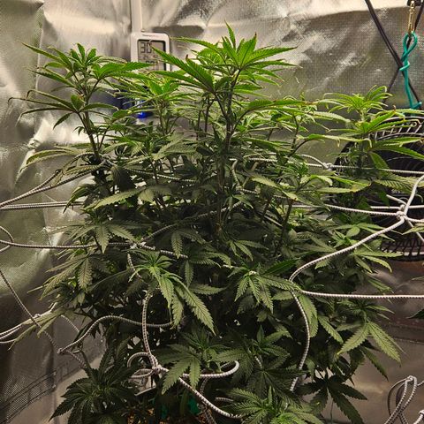 Shango church growlog photo: Wow she's got big pistils they are about 1/2 " long
