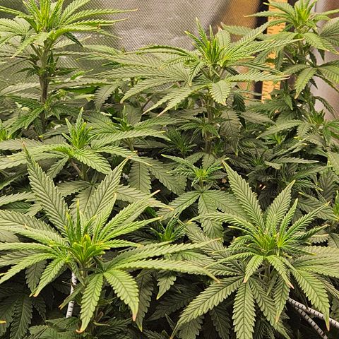 Shango church growlog photo: Wow she's got big pistils they are about 1/2 " long