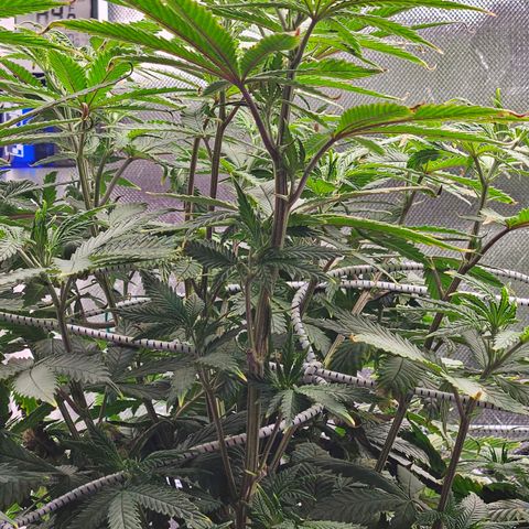 Shango church growlog photo: Wow she's got big pistils they are about 1/2 " long