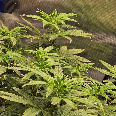 Shango church growlog photo: Wow she's got big pistils they are about 1/2 " long
