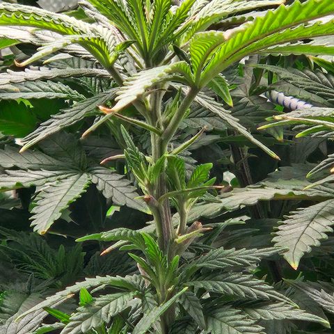 Shango church growlog photo: Wow she's got big pistils they are about 1/2 " long