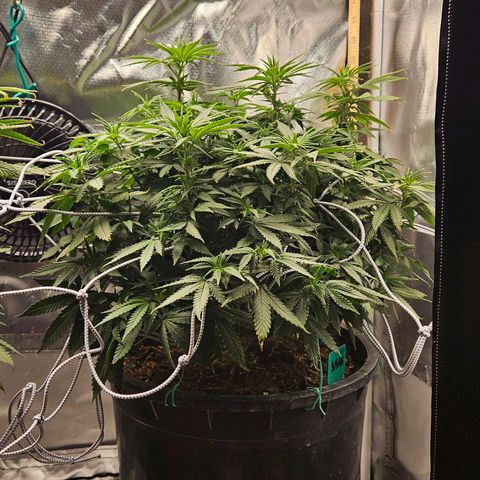 Shango church growlog photo: Wow she's got big pistils they are about 1/2 " long
