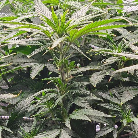 Shango church growlog photo: Wow she's got big pistils they are about 1/2 " long