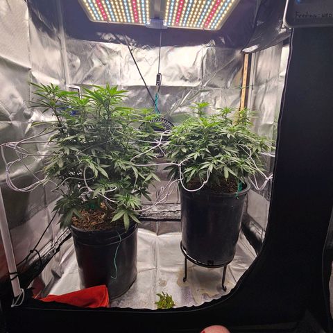 Shango church growlog photo: Wow she's got big pistils they are about 1/2 " long