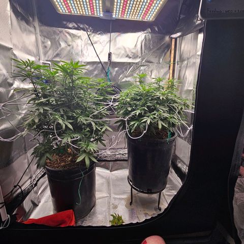 Shango church growlog photo: Wow she's got big pistils they are about 1/2 " long