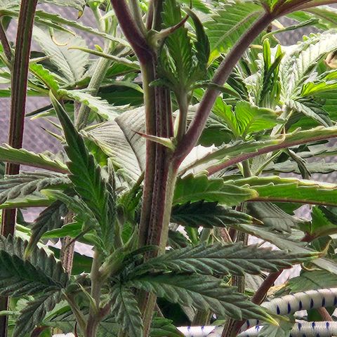 Shango church growlog photo: Wow she's got big pistils they are about 1/2 " long